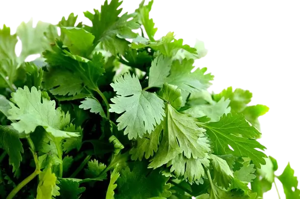 Cilantro