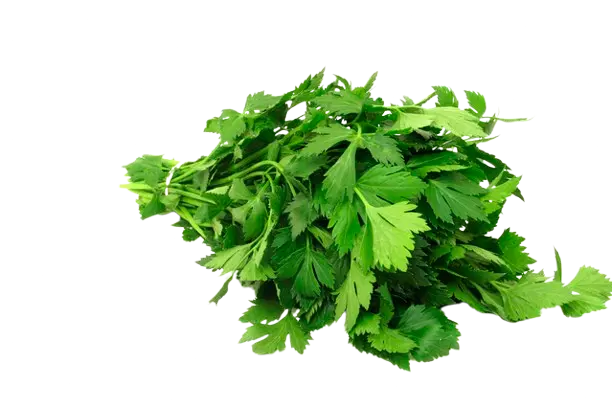 Perejil Plano
