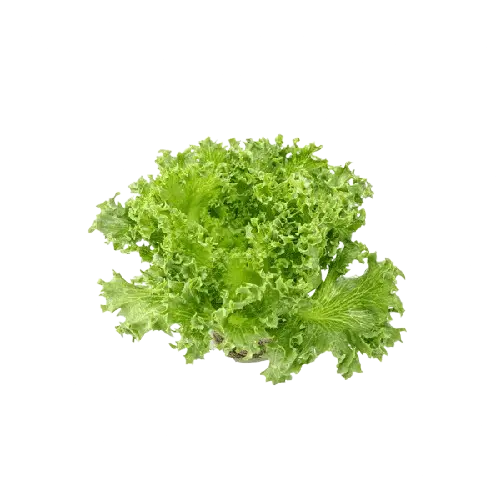 Frillice