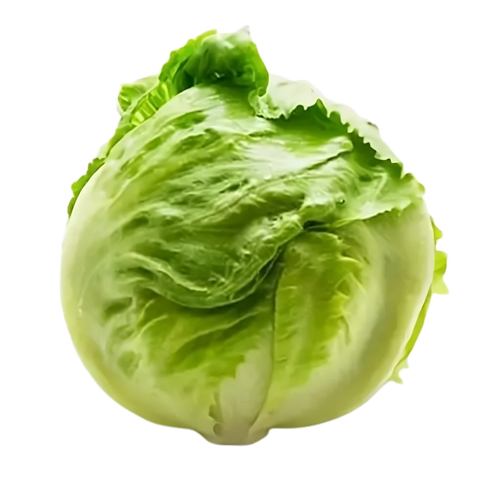 Lechuga Iceberg