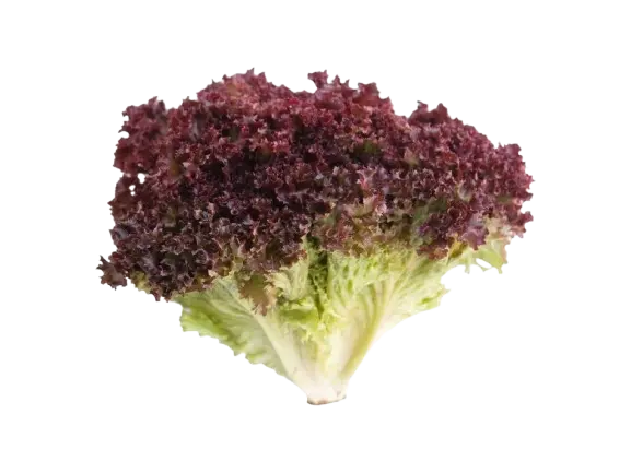 Lollo Rojo