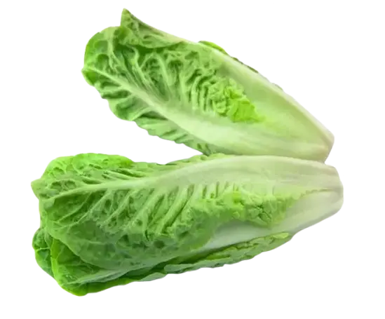Mini Romaine