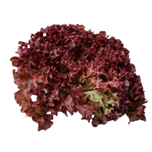 Coral Rojo