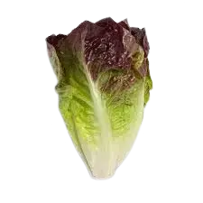 Red Mini Romaine