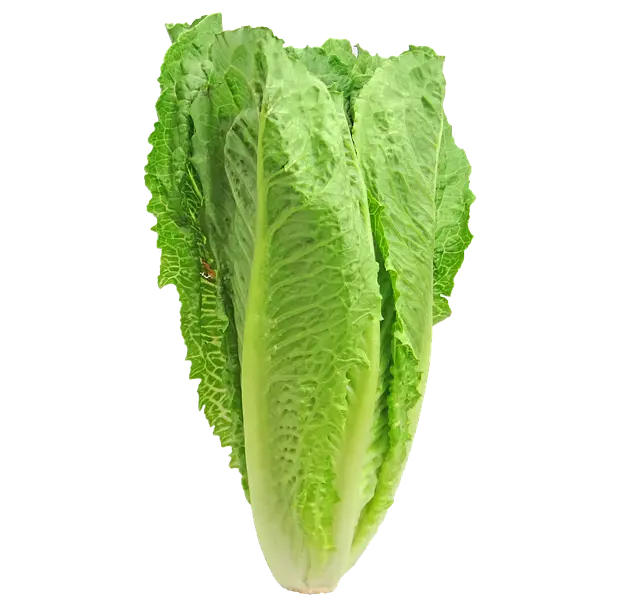 Romaine
