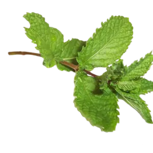 Menta Primavera
